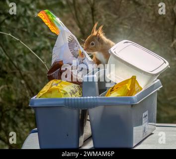 Freches, kleines schottisches, rotes Eichhörnchen, das die Vogelfuttervorräte überfallen Stockfoto