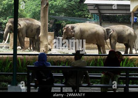 25. Februar 2024, Yogyakarta, Spezialregion Yogyakarta, Indonesien: Im Gembira Loka Zoo in Yogyakarta sehen die Menschen den Sumatra-Elefanten (Elephas maximus sumatrensis). (Kreditbild: © Angga Budhiyanto/ZUMA Press Wire) NUR REDAKTIONELLE VERWENDUNG! Nicht für kommerzielle ZWECKE! Stockfoto