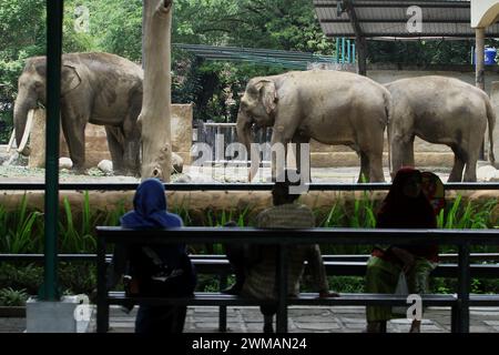 25. Februar 2024, Yogyakarta, Spezialregion Yogyakarta, Indonesien: Im Gembira Loka Zoo in Yogyakarta sehen die Menschen den Sumatra-Elefanten (Elephas maximus sumatrensis). (Kreditbild: © Angga Budhiyanto/ZUMA Press Wire) NUR REDAKTIONELLE VERWENDUNG! Nicht für kommerzielle ZWECKE! Stockfoto