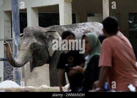 25. Februar 2024, Yogyakarta, Spezialregion Yogyakarta, Indonesien: Im Gembira Loka Zoo in Yogyakarta sehen die Menschen den Sumatra-Elefanten (Elephas maximus sumatrensis). (Kreditbild: © Angga Budhiyanto/ZUMA Press Wire) NUR REDAKTIONELLE VERWENDUNG! Nicht für kommerzielle ZWECKE! Stockfoto