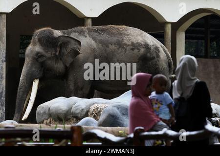 25. Februar 2024, Yogyakarta, Spezialregion Yogyakarta, Indonesien: Im Gembira Loka Zoo in Yogyakarta sehen die Menschen den Sumatra-Elefanten (Elephas maximus sumatrensis). (Kreditbild: © Angga Budhiyanto/ZUMA Press Wire) NUR REDAKTIONELLE VERWENDUNG! Nicht für kommerzielle ZWECKE! Stockfoto