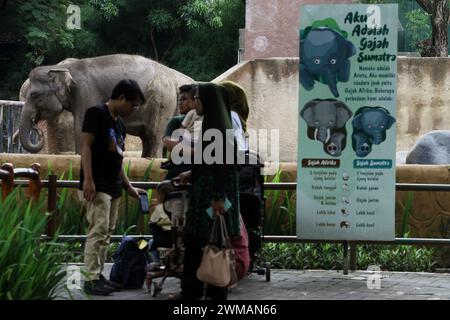 25. Februar 2024, Yogyakarta, Spezialregion Yogyakarta, Indonesien: Im Gembira Loka Zoo in Yogyakarta sehen die Menschen den Sumatra-Elefanten (Elephas maximus sumatrensis). (Kreditbild: © Angga Budhiyanto/ZUMA Press Wire) NUR REDAKTIONELLE VERWENDUNG! Nicht für kommerzielle ZWECKE! Stockfoto