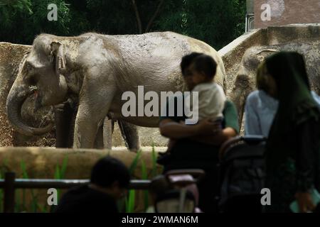 25. Februar 2024, Yogyakarta, Spezialregion Yogyakarta, Indonesien: Im Gembira Loka Zoo in Yogyakarta sehen die Menschen den Sumatra-Elefanten (Elephas maximus sumatrensis). (Kreditbild: © Angga Budhiyanto/ZUMA Press Wire) NUR REDAKTIONELLE VERWENDUNG! Nicht für kommerzielle ZWECKE! Stockfoto