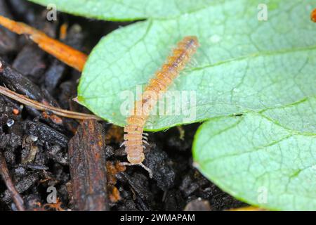 Milchfüßer mit flachem Rücken (lateinischer Name: Polydesmus angustus) im Garten. Stockfoto