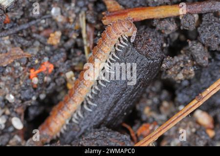 Milchfüßer mit flachem Rücken (lateinischer Name: Polydesmus angustus) im Garten. Stockfoto