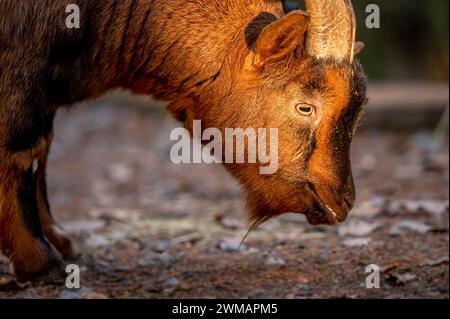 Nahaufnahme der Bezoarziege. Ein Capra hircus Kopf. Im Freien. Stockfoto