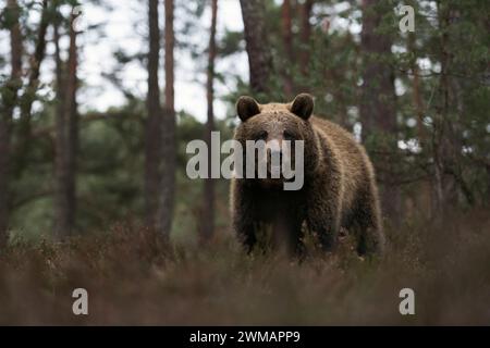 Eurasischer Braunbär ( Ursus arctos ) am Rande eines Kiefernwaldes, stehend in trockener Heidekraut, gefährliche Begegnung im Wald; frontaler Tiefpunkt des Viehs Stockfoto