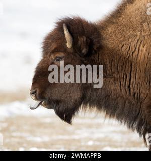 American Bison ( Bison Bison ) im Winter, leckt seine blaue Zunge, detaillierte Kopfaufnahmen, Wildtiere, Yellowstone National Park, Wyoming, USA. Stockfoto