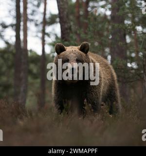 Eurasischer Braunbär ( Ursus arctos ) am Rande eines Kiefernwaldes, stehend in trockener Heidekraut, gefährliche Begegnung im Wald; frontaler Tiefpunkt des Viehs Stockfoto