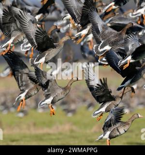 Weißfrontgänse ( Anser albifrons), arktische Wildgans, riesige Herde, die nach dem Grasweiden abheben, Massenanfang, Massenpanie, Tierwelt, Euro Stockfoto