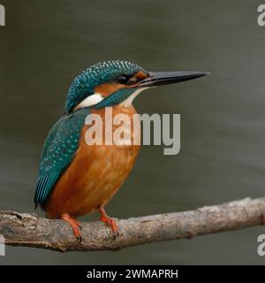 Gemeiner Eisvogel (Alcedo atthis), männlich, stehend, sitzend in typischer Position auf einem Ast über fließendem Wasser, Tierwelt, Europa. Stockfoto