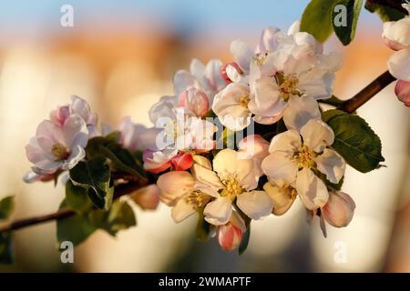 Blühender Apfelbaumzweig im warmen Abendlicht. Stockfoto