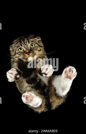 Verängstigte und zusammengerollte Tabbykatze mit großen prallen Augen, von unten auf schwarzem Hintergrund geschossen. Stockfoto