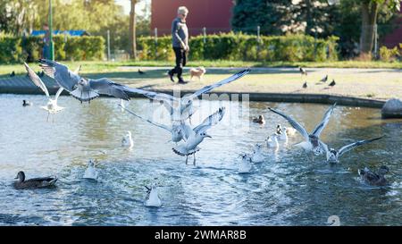 Ein Spaziergang im Stadtpark im Herbst in der Nähe eines Wasserteichs, wo viele Möwen fliegen. Stockfoto