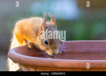 Das dürstige kleine schottische rote eichhörnchen trinkt Wasser aus einem Gericht im Wald Stockfoto