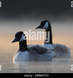 Mystischer Morgen... Kanadagänse Branta canadensis , zwei Wildgänse tauchen bei Sonnenaufgang aus Nebelschwaden auf, schwimmen ins Bild, fast überall in Deustchland ganzjährig und häufig vorkommende Wildgans, Neozoon, eingewanderte, invasive Art * Ein Paar Canada Gesse Branta canadensis schwimmt näher im Frühmorgendnebel, während die Sonne durchkommt, mystischer Morgen, Tierwelt, Europa. Nordrhein-Westfalen Deutschland, Westeuropa Stockfoto