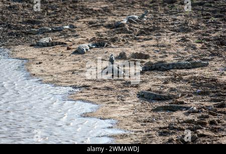 Krokodile, die sich am Ufer eines Sees im Yala-Nationalpark in der Nähe von Tissamaharama im Süden Sri Lankas sonnen. Stockfoto