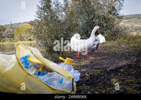 Gruppe Gänse vor verlassenen Flaschen in einem See. Konzepttiere, Recycling, Natur, See Stockfoto