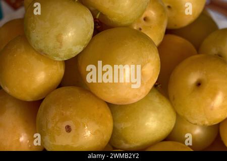 Eine Gruppe von gelben Pflaumen, die nach der Ernte aus dem Baum gruppiert werden Stockfoto