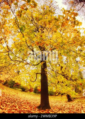 Ein einsamer Baum mit goldenen Blättern steht vor dem Hintergrund eines blattübersäten Bodens. Stockfoto