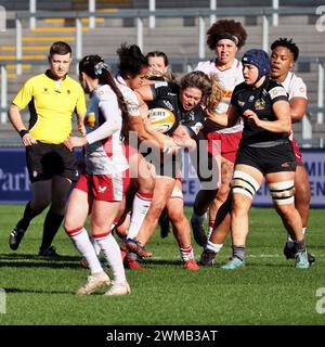 Exeter, Devon, Großbritannien. Februar 2024. Allianz Premiership Women's Rugby: Exeter Chiefs gegen Harlequins Women in Sandy Park, Exeter, Devon, Großbritannien. Abbildung: Nidpor/Alamy Live News Stockfoto