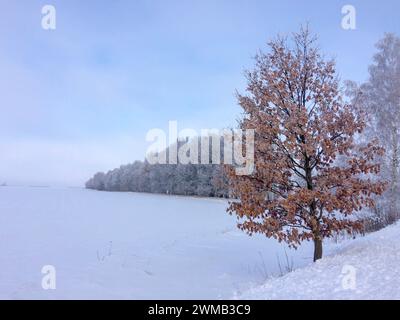 Das Bild zeigt eine ruhige Winterszene mit einem braunen Baum im Vordergrund und schneebedeckten Bäumen im Hintergrund unter klarem Himmel. Stockfoto