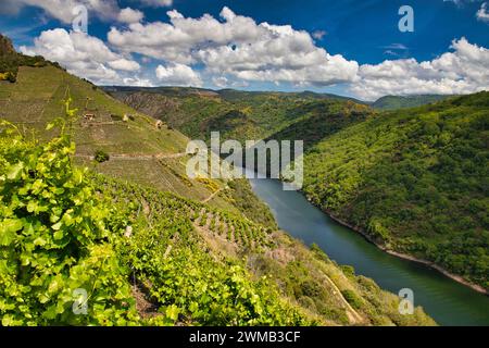 Weinberge, Ribeira Sacra, heroischen Weinbau, Sil River Canyon, nüchtern, Lugo, Galizien, Spanien Stockfoto