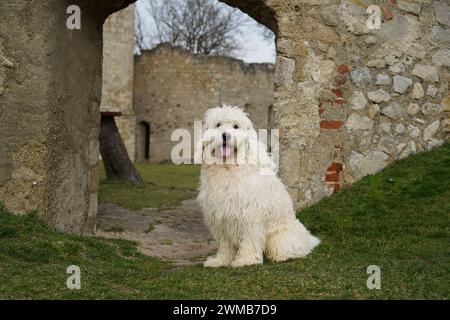 Golden Doodle Aramis bei Heimenburg (oder „Hainburg“), die Ruine einer Höhenschloss über der Stadt Hainburg an der Donau in Niederösterreich Stockfoto