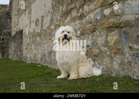 Golden Doodle Aramis bei Heimenburg (oder „Hainburg“), die Ruine einer Höhenschloss über der Stadt Hainburg an der Donau in Niederösterreich Stockfoto