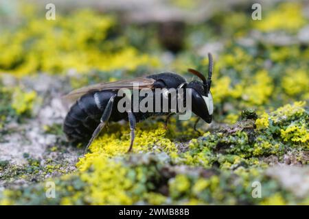 Natürliche Nahaufnahme einer klorreichen, gestreiften Käfer-Spezies, Hypera Arator Stockfoto