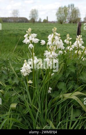 Natürliche vertikale Nahaufnahme auf der weißen spanischen Blauglocke, Hyacinthoides hispanica, blühende Blüten in einem Grasland Stockfoto