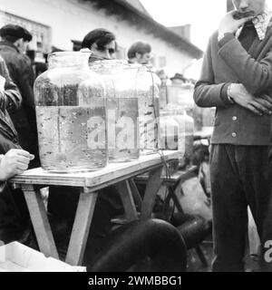 Käufer, die lebende Fische zum Verkauf auf einem Bauernmarkt in Bukarest, Rumänien, ca. 1977 kaufen Stockfoto