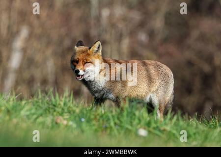 Italienische Rotfüchse Stockfoto