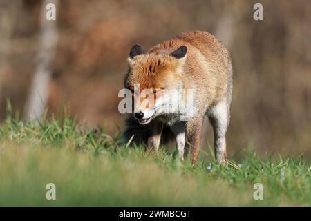 Italienische Rotfüchse Stockfoto