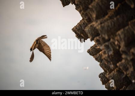 Die Stachelschwalbe oder die indische Klippenschwalbe ist ein Konditorvogel, der viele andere Arten einschließlich vieler Schwalben umfasst. Stockfoto