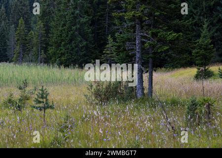 Malerische Sommerberglandschaft des Durmitor-Nationalparks, Montenegro Stockfoto