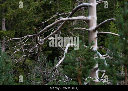 Malerische Sommerberglandschaft des Durmitor-Nationalparks, Montenegro Stockfoto