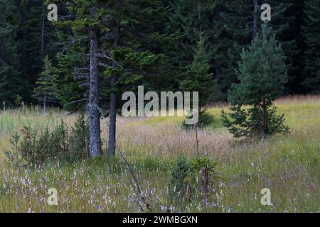 Malerische Sommerberglandschaft des Durmitor-Nationalparks, Montenegro Stockfoto