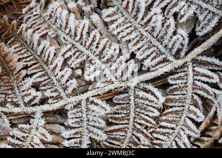 Frostbedeckte Brackenwedeln (Pteridium aquilinum), North Pennines, Teesdale, County Durham, Vereinigtes Königreich Stockfoto