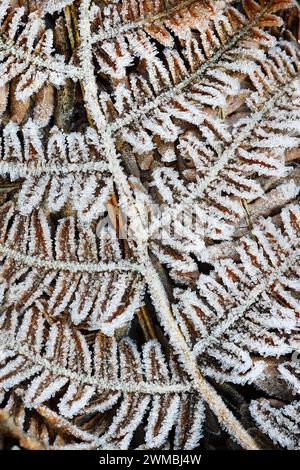 Frostbedeckte Brackenwedeln (Pteridium aquilinum), North Pennines, Teesdale, County Durham, Vereinigtes Königreich Stockfoto