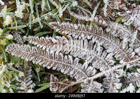 Frostbedeckte Brackenwedeln (Pteridium aquilinum), North Pennines, Teesdale, County Durham, Vereinigtes Königreich Stockfoto