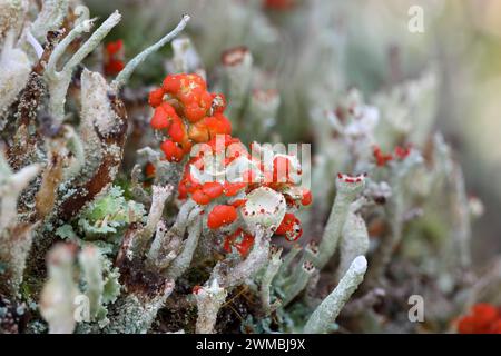 Nahaufnahme von British Soldier Flechten (Cladonia spp.), North Pennines, UK Stockfoto