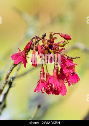 Rote Blüten zieren die Zweige des Spätwinterns bis Frühjahrs blühende Kirsche, Prunus campanulata „Felix Jury“ Stockfoto