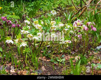 Weiße, helle und dunklere rosafarbene Blüten der harten, ausdauernden Fastenrose, Helleborus x orientalis, die im Spätwinter blüht Stockfoto