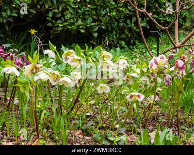 Blassrosafarbene Blüten der kräftigen, ausdauernden Fastenrose, Helleborus x orientalis, die im Spätwinter blüht Stockfoto