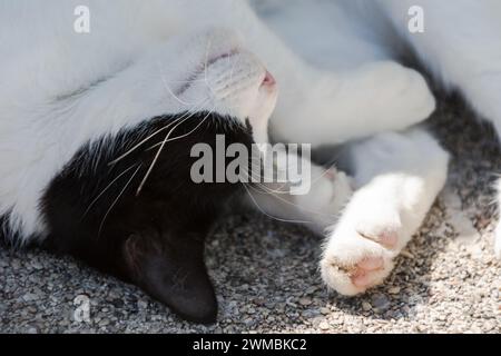 Katze schläft auf der Straße von Budva, Montenegro Stockfoto