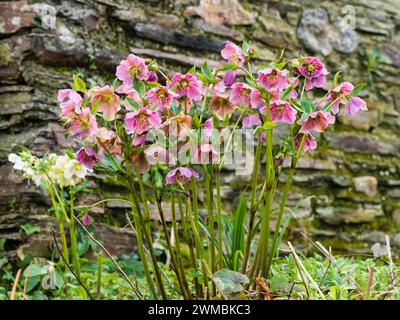 Rosafarbene Blüten der harten, ausdauernden Fastenrose, Helleborus x orientalis, blüht im Spätwinter Stockfoto