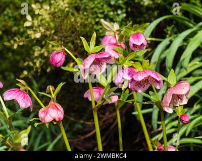 Rosafarbene Blüten der harten, ausdauernden Fastenrose, Helleborus x orientalis, blüht im Spätwinter Stockfoto