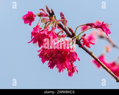 Rote Blüten zieren die Zweige des Spätwinterns bis Frühjahrs blühende Kirsche, Prunus campanulata „Felix Jury“ Stockfoto