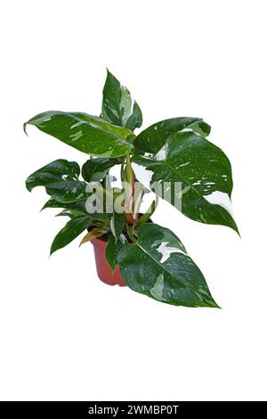 Tropische „Philodendron White Princess“ Zimmerpflanze mit verschiedenen Blättern auf weißem Hintergrund Stockfoto